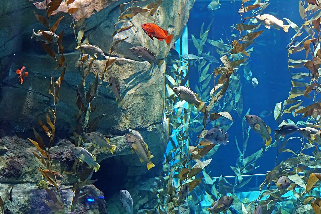 Tangki akuarium awam — aset teras Aquaria KLCC