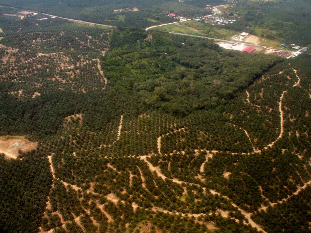 Ladang sawit — sumber biomass & pelanggan industri