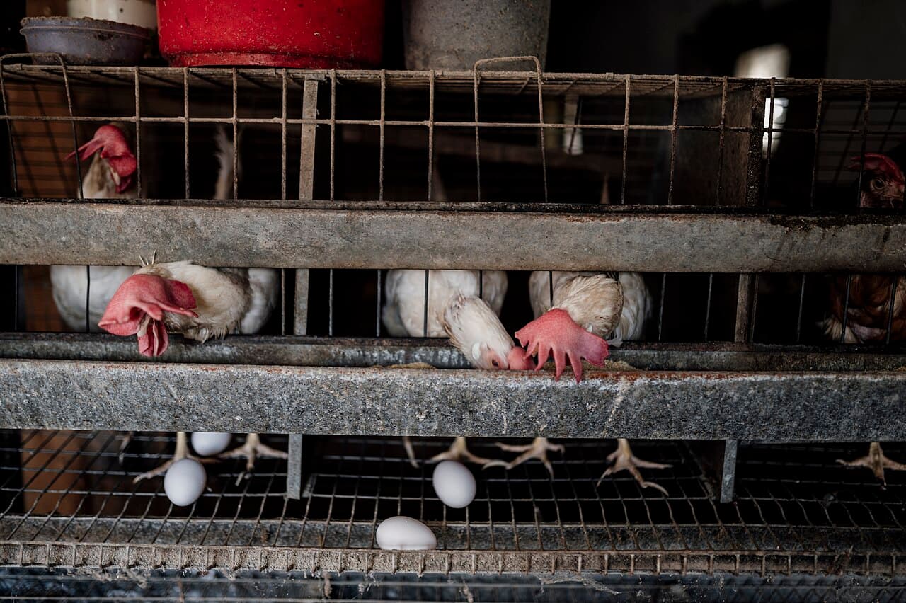 Ladang ternakan ayam — operasi broiler Farmiera