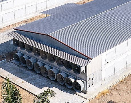 Reban ayam broiler Farmiera (ventilasi terowong)