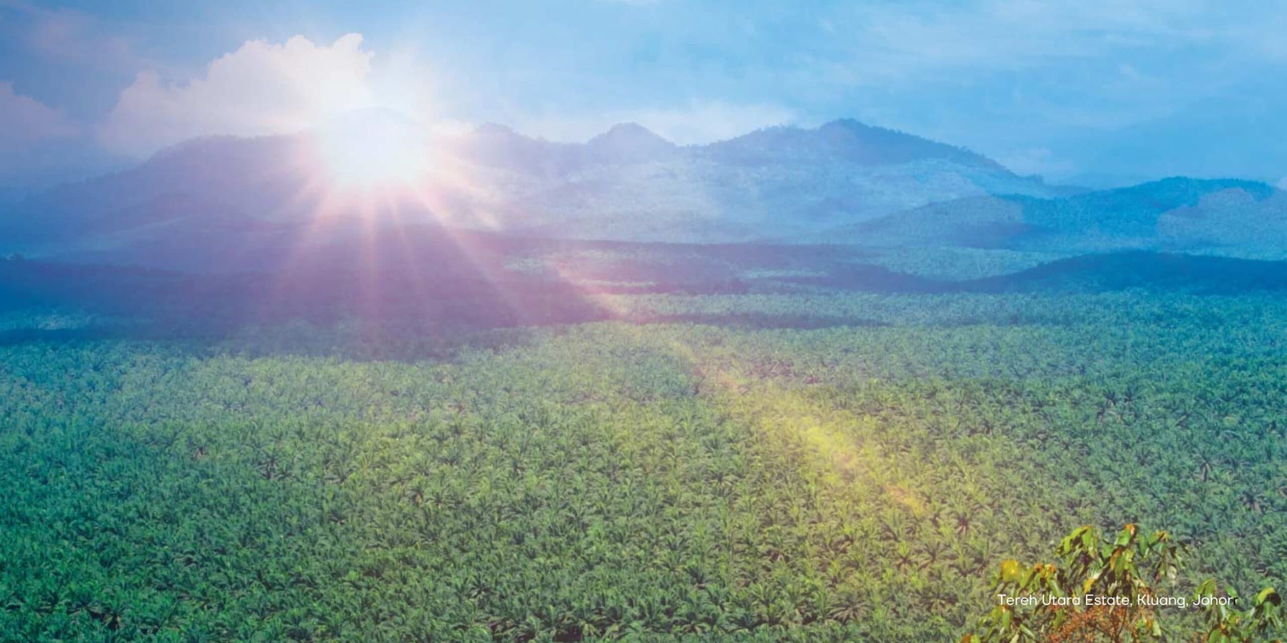Ladang sawit Johor Plantations — Tereh Utara, Kluang