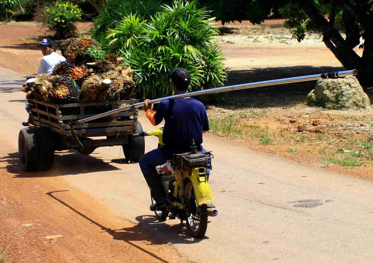 Pengangkutan tandan buah segar (FFB) sawit